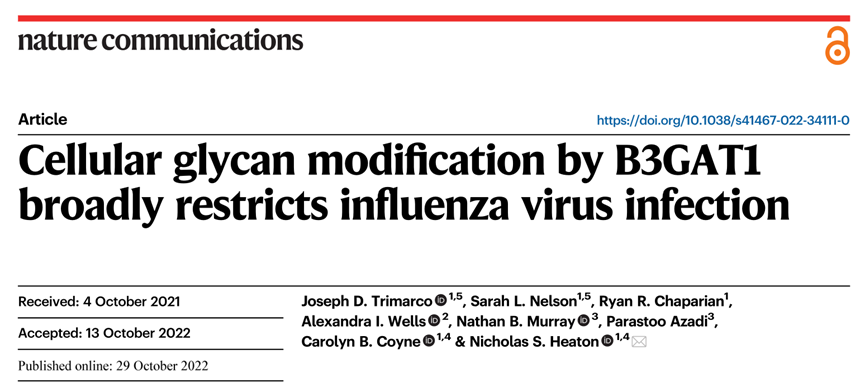 《Nature Communications》：B3GAT1对细胞糖链的修饰广泛限制流感病毒感染